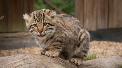 fort wayne childrens zoo